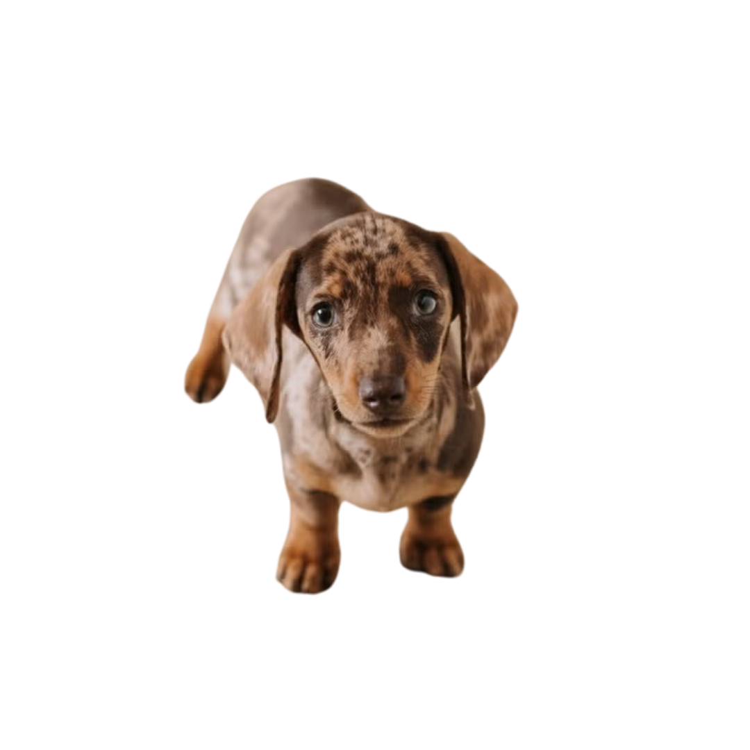 Dachshund